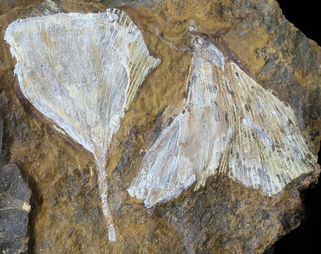 Fossil Ginkgo Leaves From North Dakota - Paleocene #59008